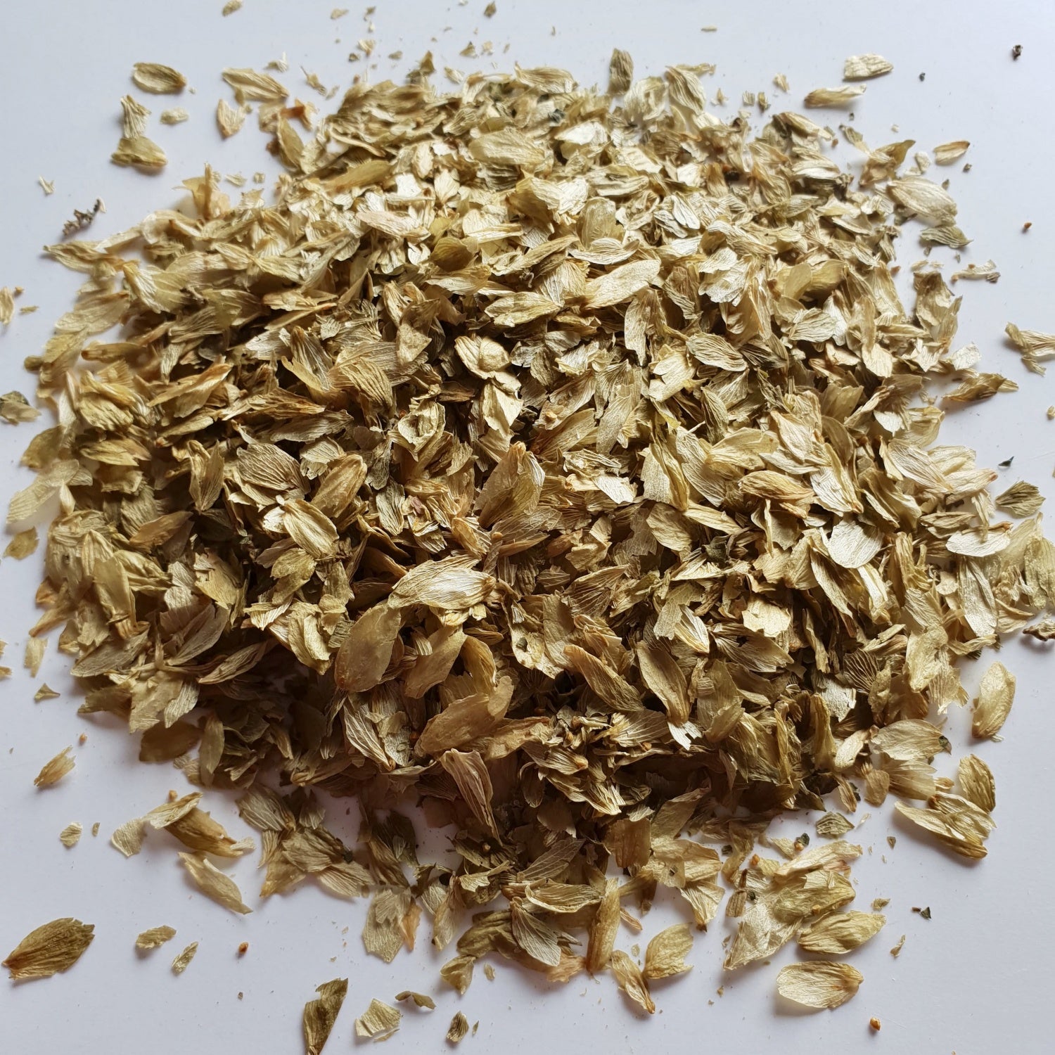 Hops herb on a white surface.