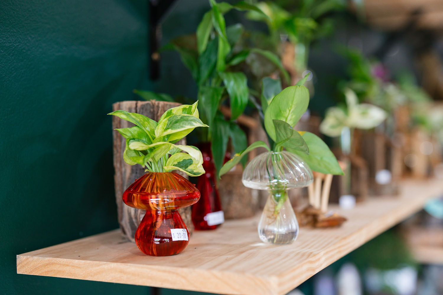 Decorative glass vases with plants on a wooden shelf